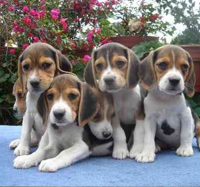 beagles.jpg