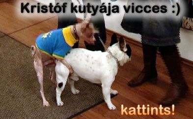 kristofkutyaja_vicces1.jpg